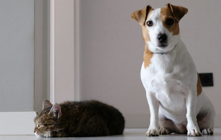 8 Healthy Treat Ideas for Training Your Dog