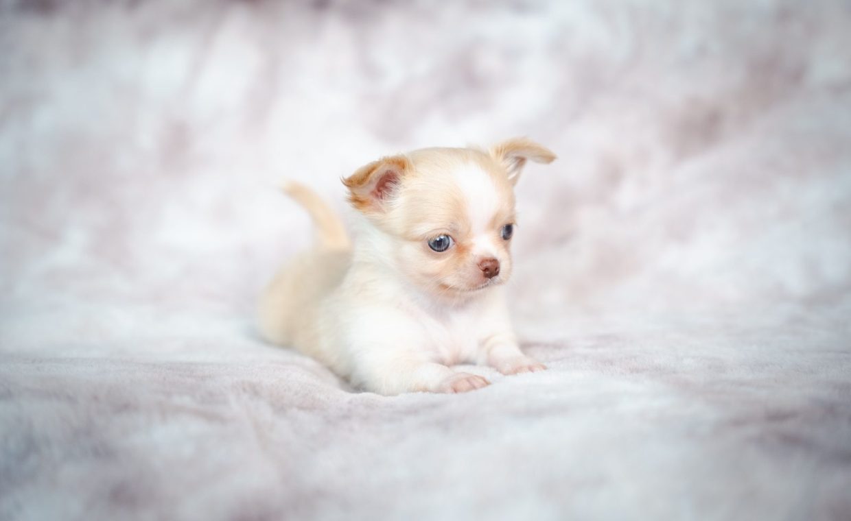 Charming studio portrait of a cream-colored Chihuahua puppy on a soft background.