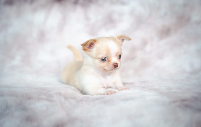 How to House Train a Puppy the Reliable Way