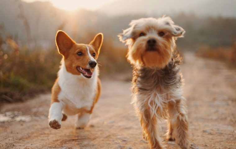 8 Common Household Items That Are Toxic to Pets