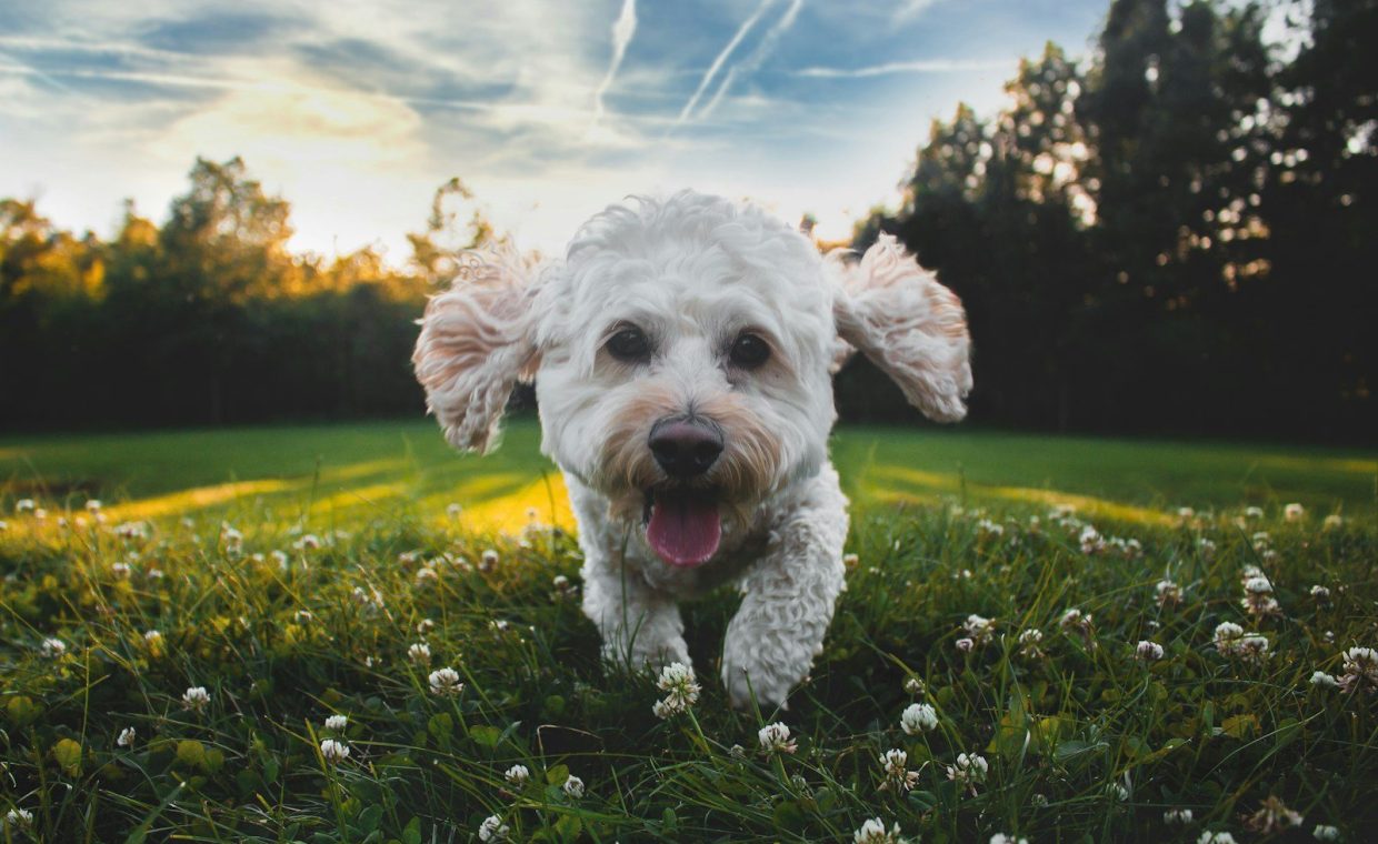 close-up photo of white medium-coated dog running on grass field during daytime