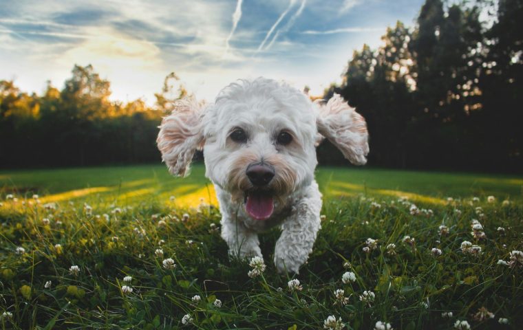 How Much Exercise Does My Dog Really Need Each Day?
