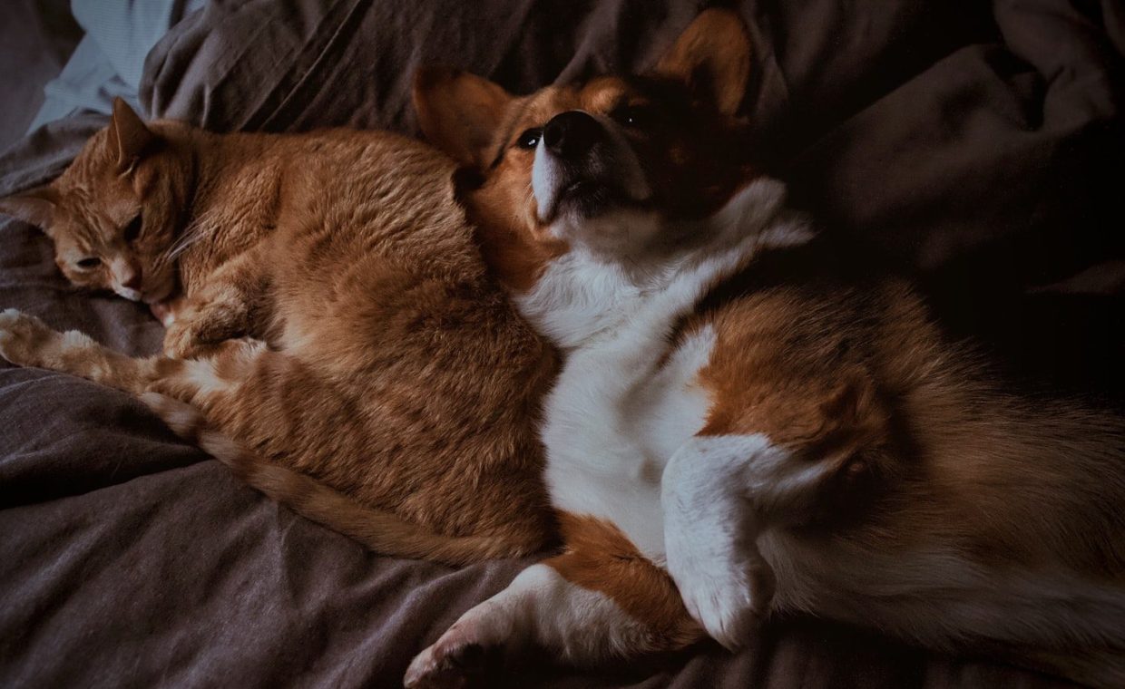 corgi and tabby cat on brown textile