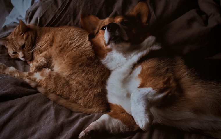 How Much Should I Feed My Dog? A Simple Portion Guide