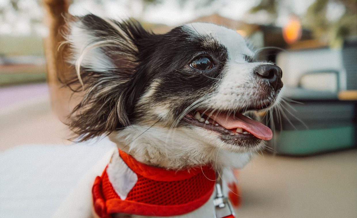 Adorable Chihuahua dog in red harness smiling in a sunny outdoor setting.