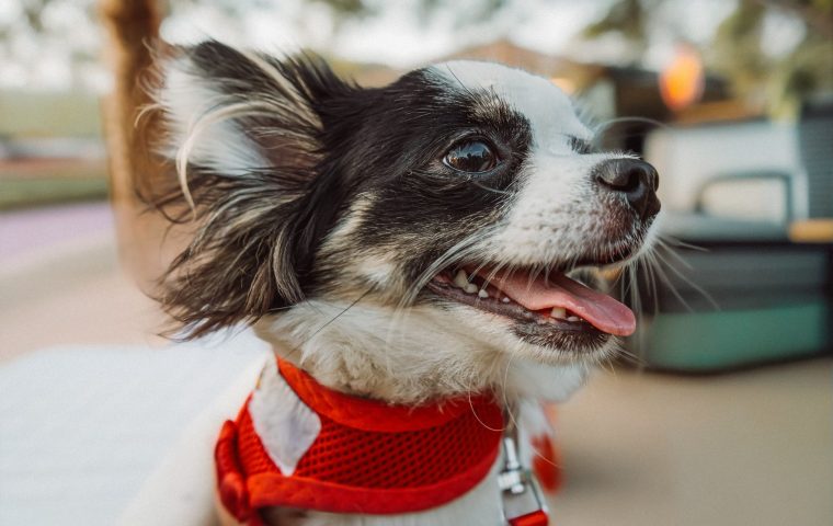 How Often Should You Bathe Your Dog, Really?