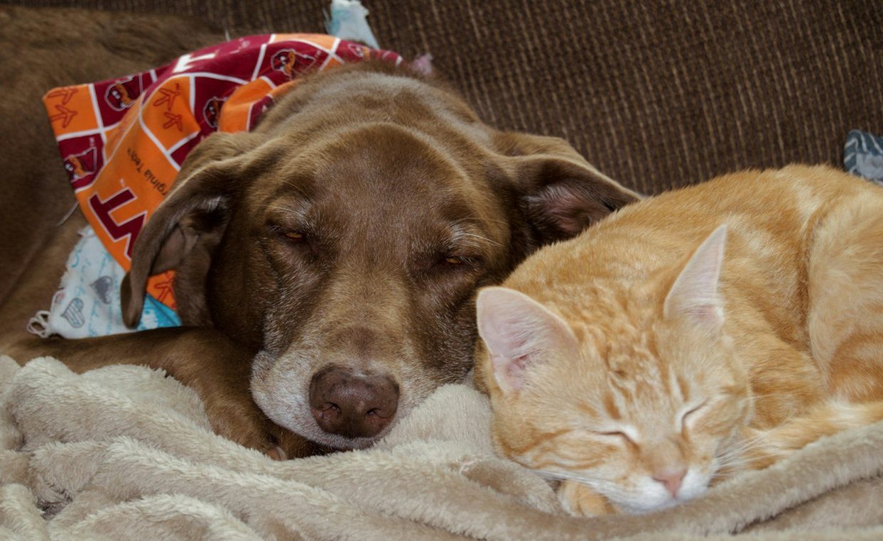 a dog and cat sleeping on a couch