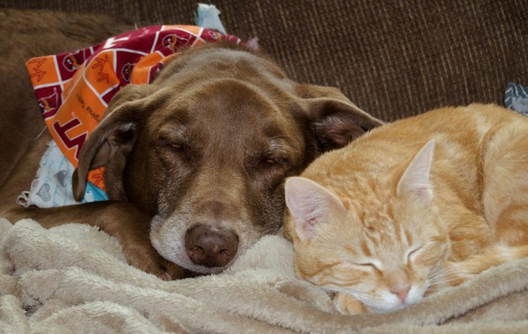 10 Human Foods That Are Safe for Dogs in Moderation