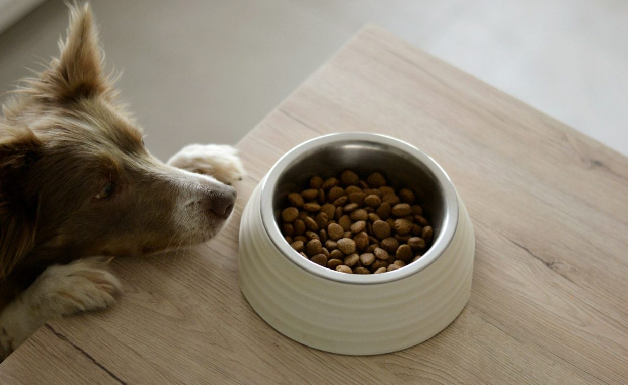 a brown and white dog eating food out of a bowl