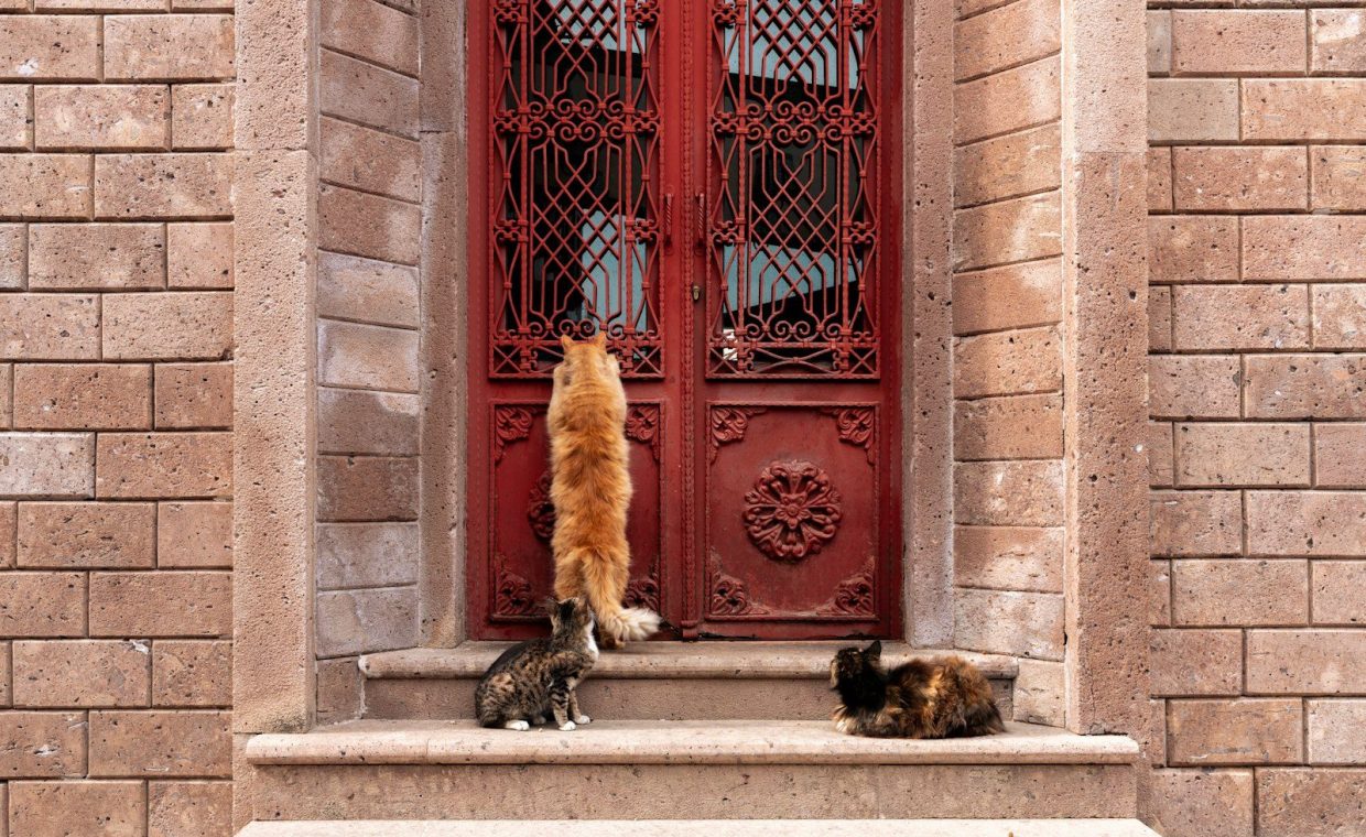 a couple of cats that are standing on some steps