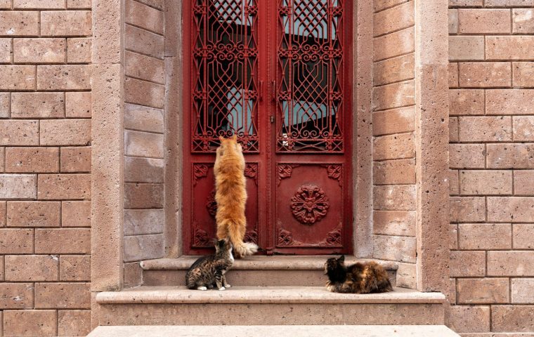 How to Introduce a New Cat to Your Current Cat Slowly