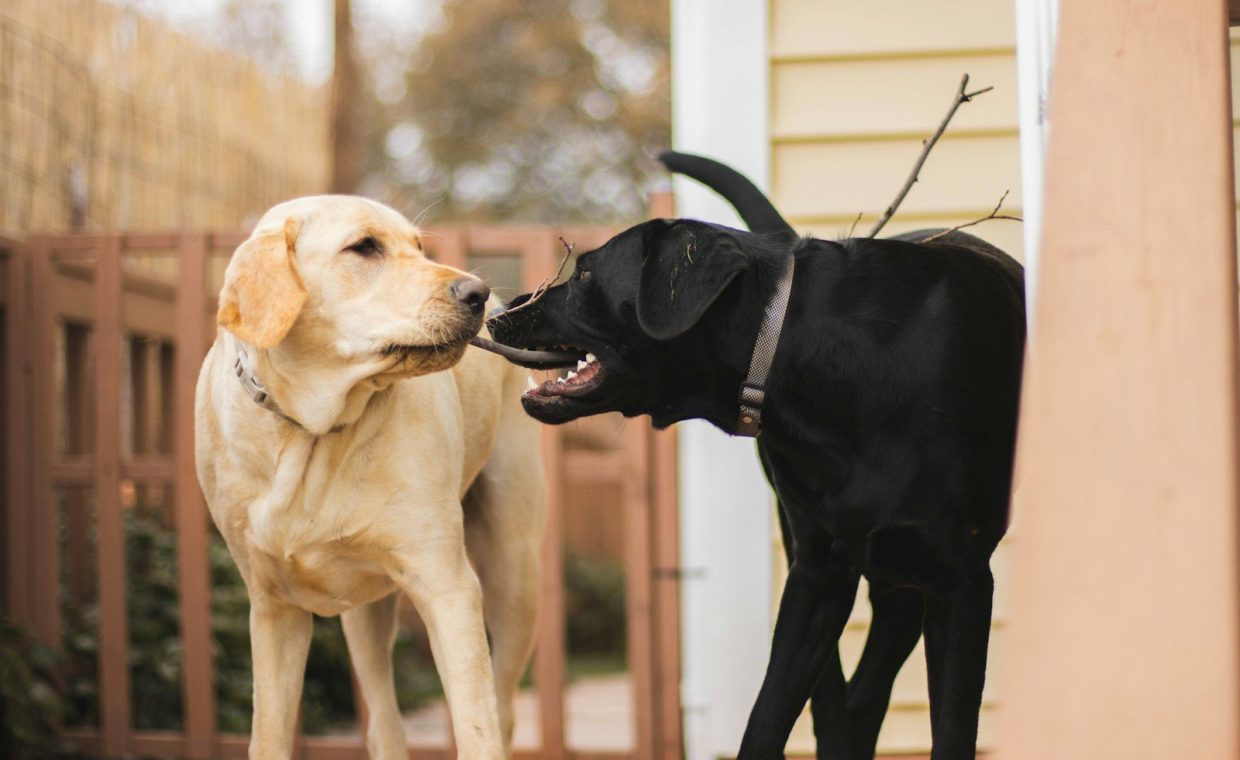 a couple of dogs standing next to each other