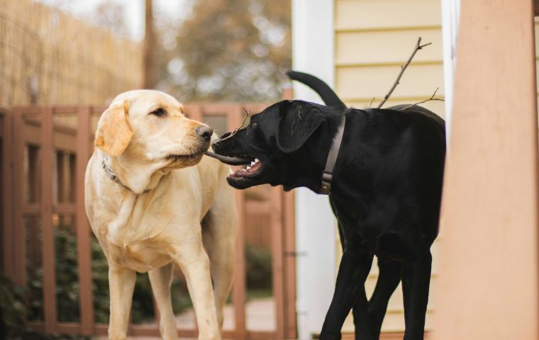 How to Introduce a New Dog to Your Resident Dog Calmly