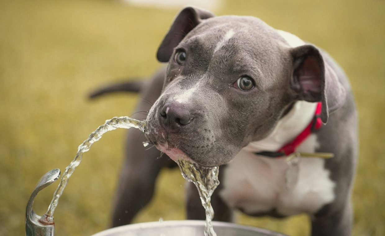 a dog drinking water from a faucet