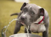 a dog drinking water from a faucet