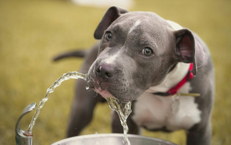 How to Keep Your Dog Cool and Safe in Summer Heat