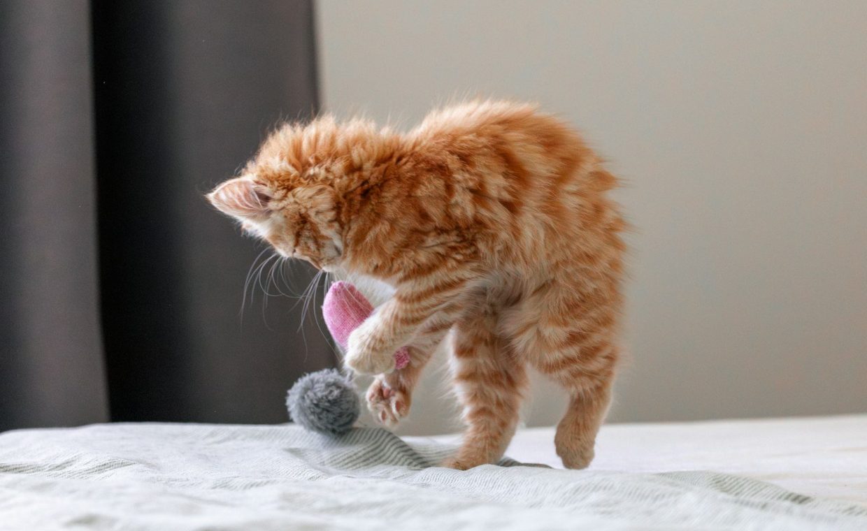 an orange cat playing with a toy on a bed