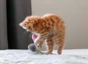 an orange cat playing with a toy on a bed