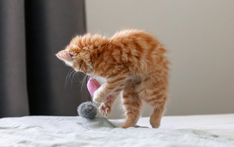 8 Must-Have Supplies for a New Kitten