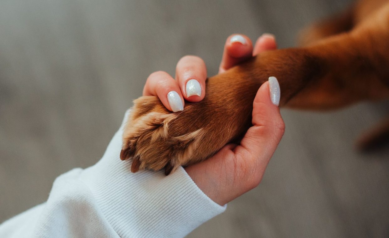From above of crop anonymous female owner with white manicure gently holding paw of brown obedient dog against blurred f