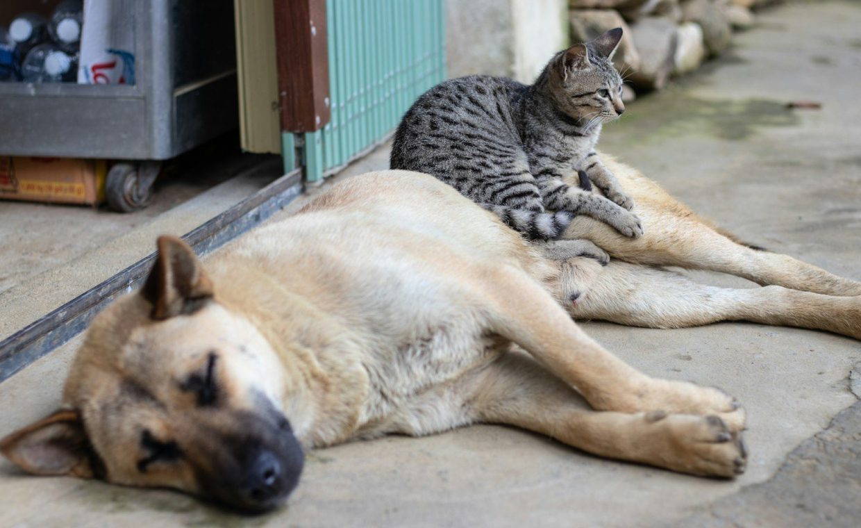 gray cat sitting on lying brown dog