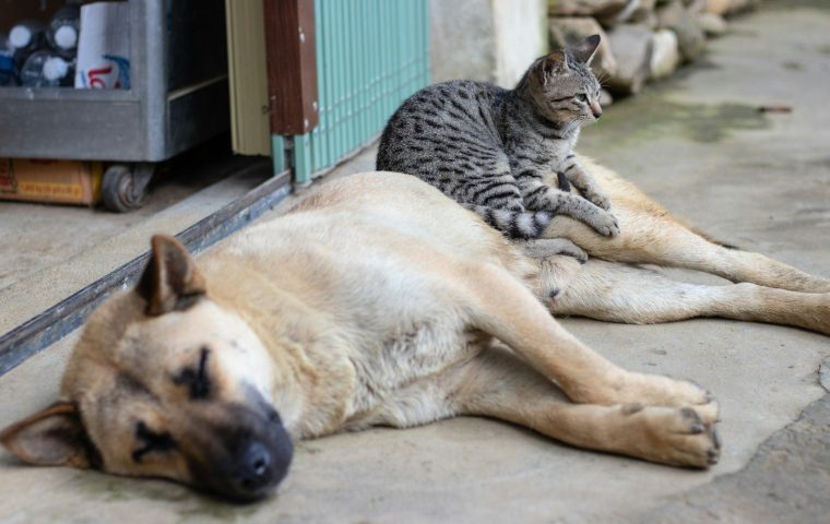 How We Helped Our Overweight Dog Lose Weight Safely