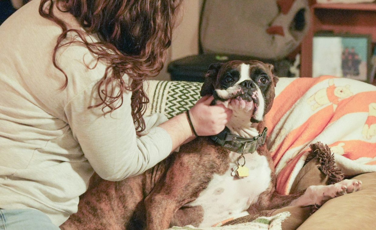 A person petting a boxer dog on a couch