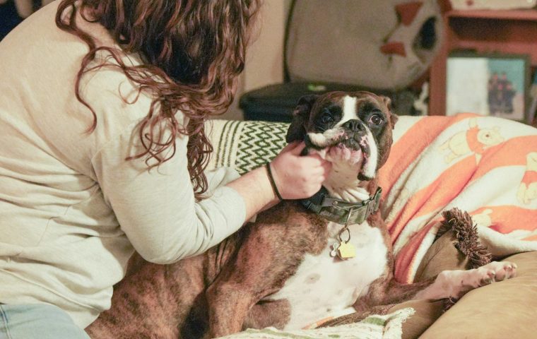 7 Pet Dental Care Mistakes That Harm Teeth (and Fixes)