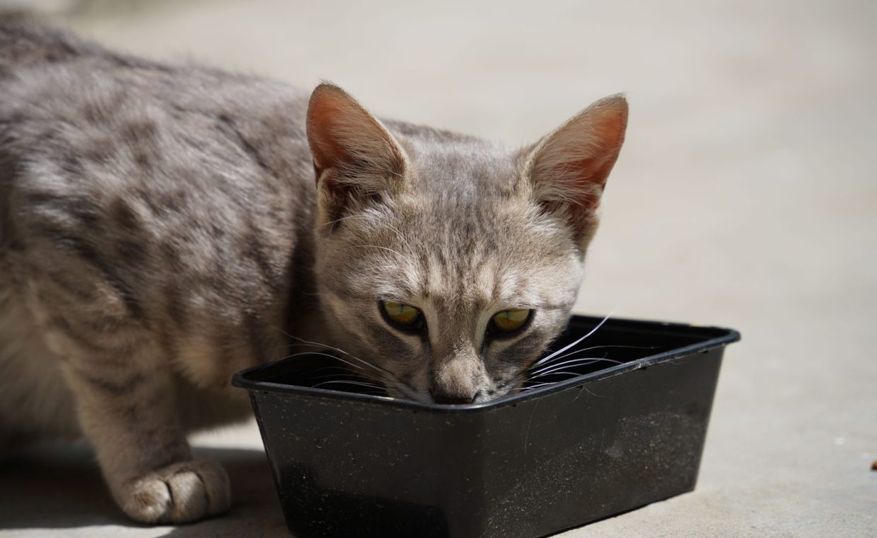 A focused shot of a tabby cat drinking water from a black container outdoors.