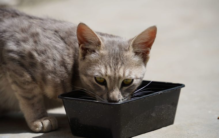 6 Pet Hydration Mistakes and How to Fix Them