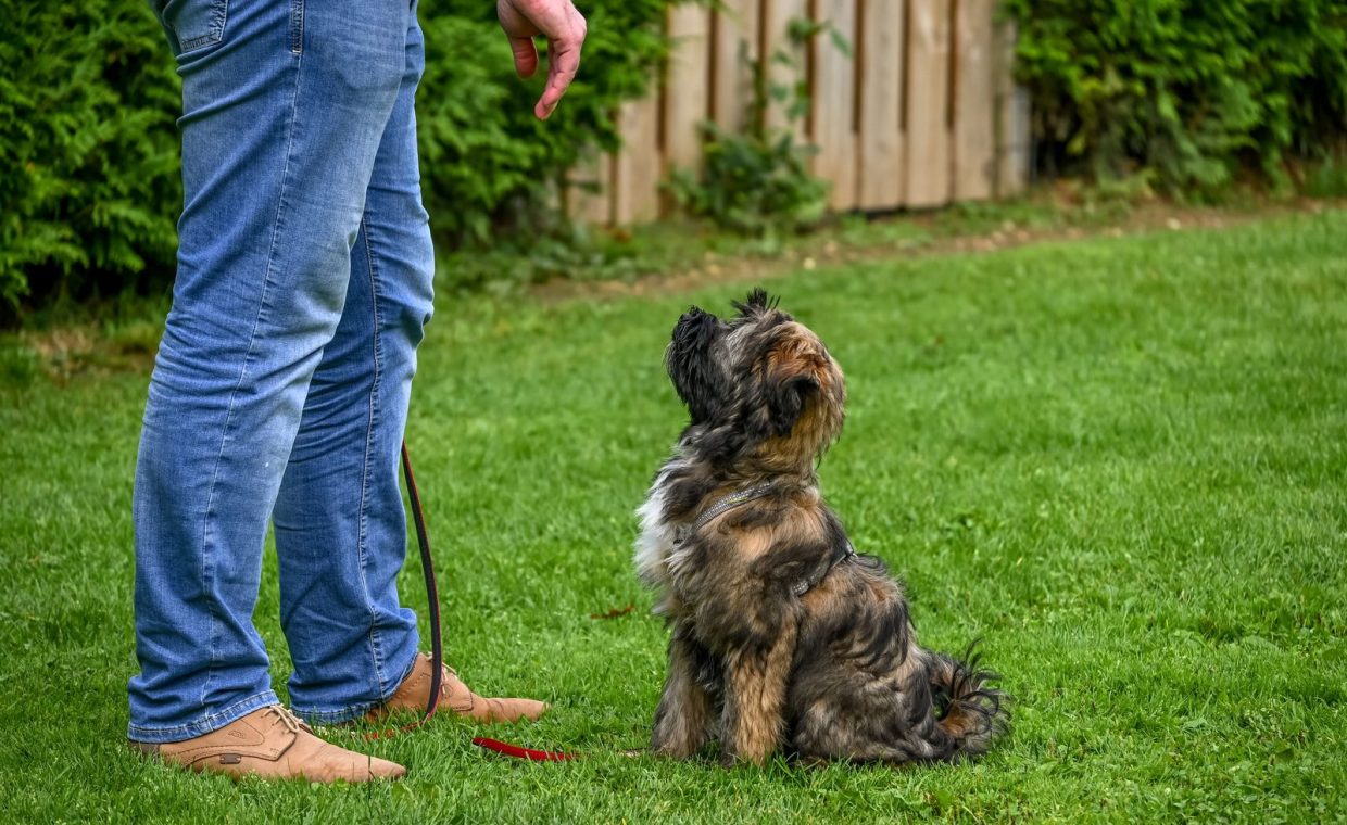 A Tibetan Terrier dog sitting attentively for training in a backyard setting.