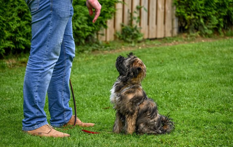 8 Positive Reinforcement Basics Every Owner Should Know