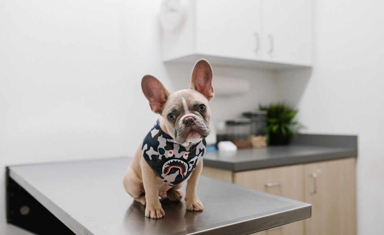 white and black short coated dog wearing white and black polka dot shirt