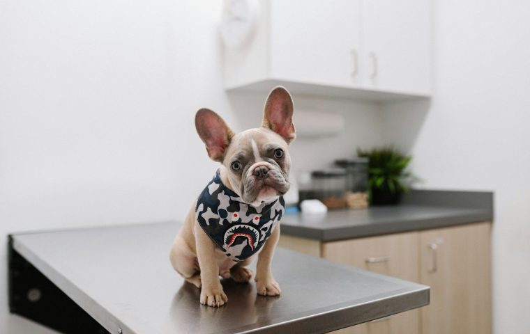 How to Prepare Your Pet for a Calm Vet Visit