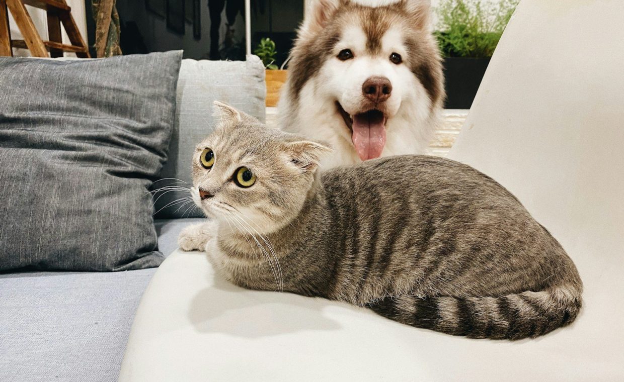 grey tabby cat beside short-coat brown and white dog