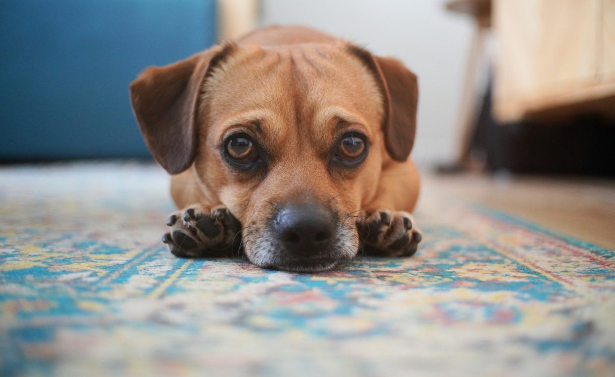 a brown dog laying on a blue rug