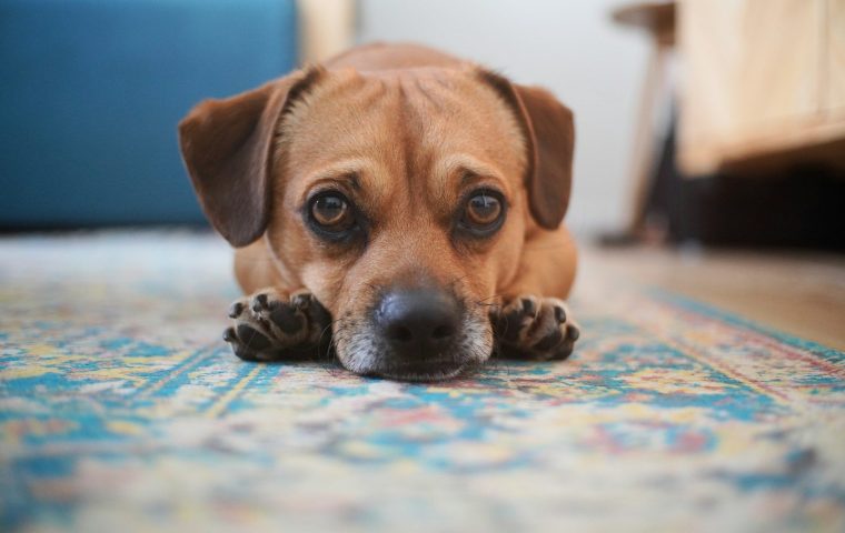 How We Helped Our Shy Rescue Dog Settle In 30 Days