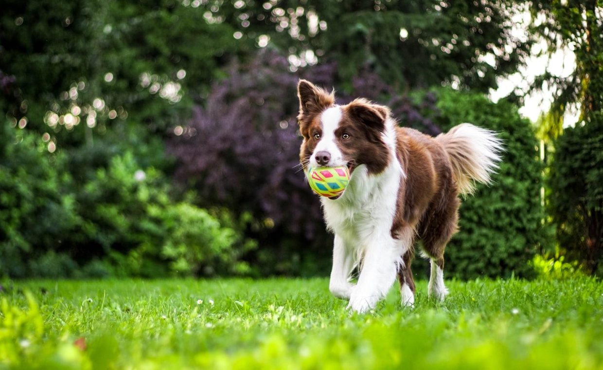 brown and white dog on grass