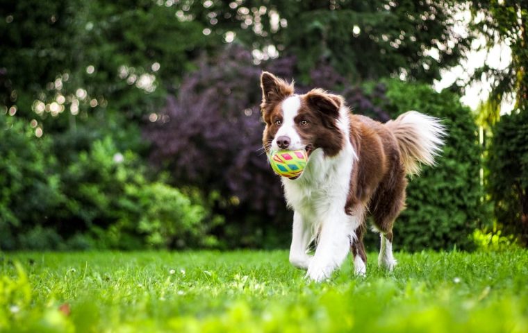 How a Daily Routine Calmed Our High-Energy Border Collie
