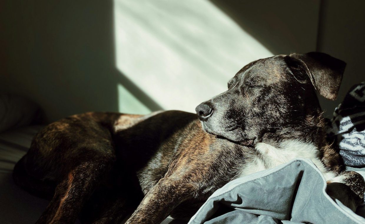 a dog laying on top of a bed next to a blanket
