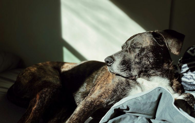 9 Senior Pet Care Tips for a Comfortable Old Age