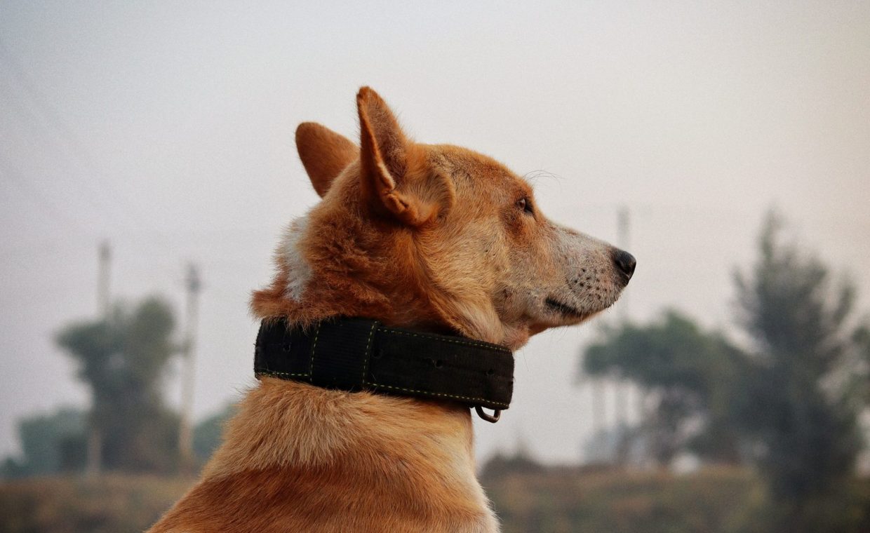 A side profile of a dog with a collar gazing into the distance outdoors.