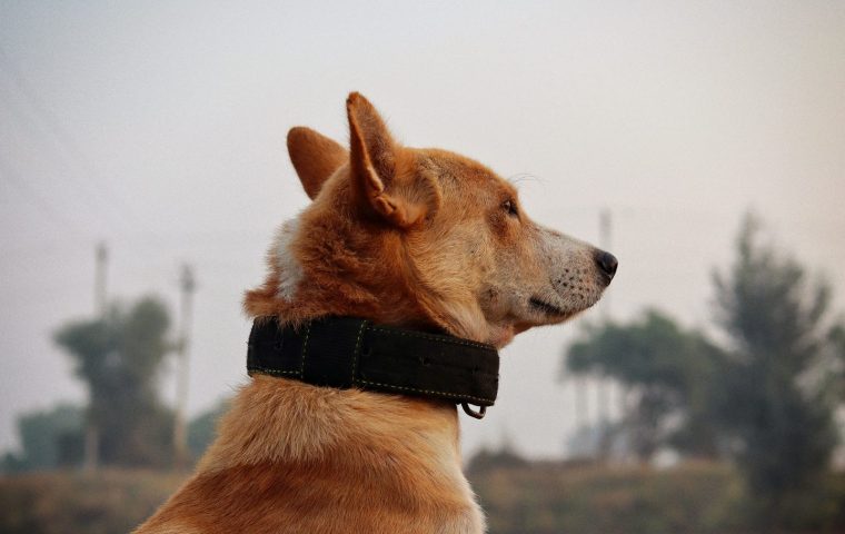 How Daily 10-Minute Sessions Transformed Our Reactive Dog