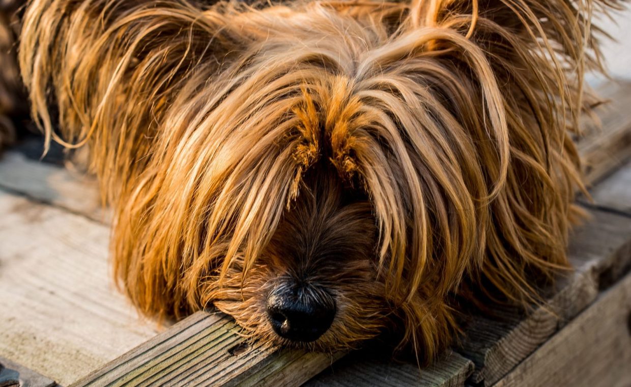 Close-up of a cute Yorkshire Terrier with lush fur relaxing on a wooden deck.