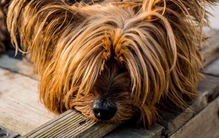 9 Signs Your Dog's Coat Needs Professional Grooming
