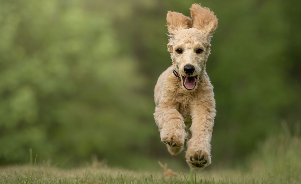 Adorable Goldendoodle puppy joyfully running on grass, showcasing playful energy and charm.