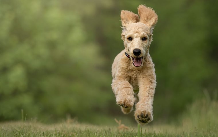 9 Signs Your Dog Is Ready for Off-Leash Freedom