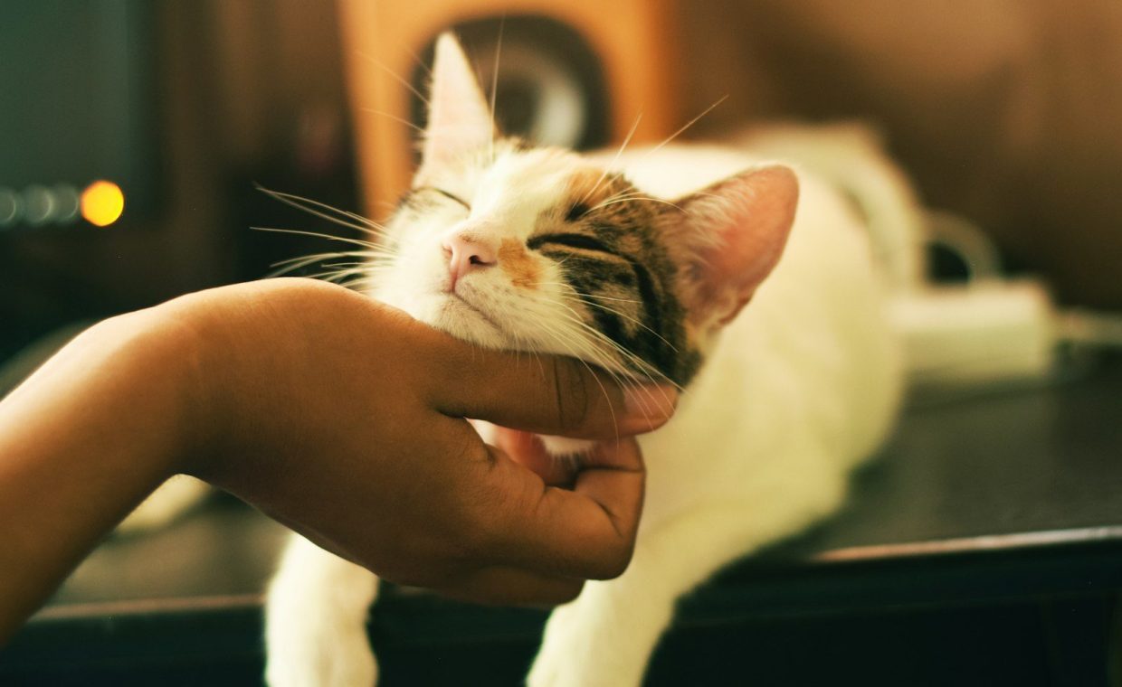 shallow focus photography of white and brown cat