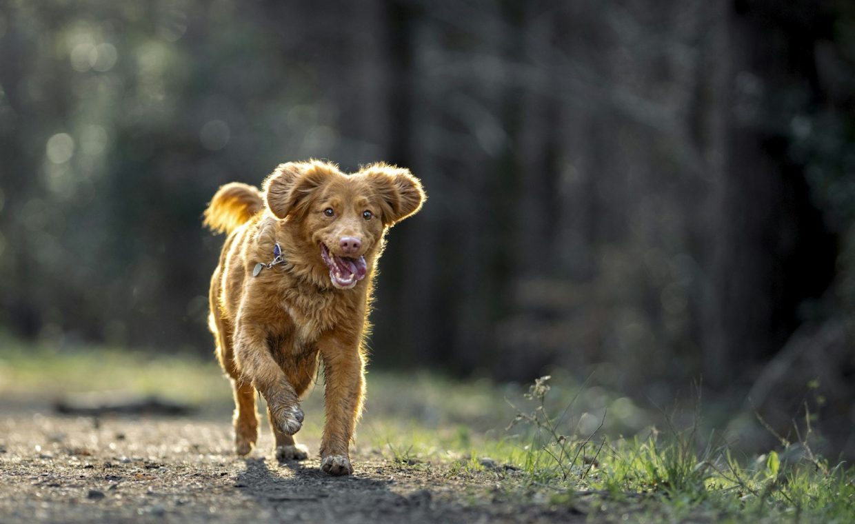 a small brown dog walking down a dirt road