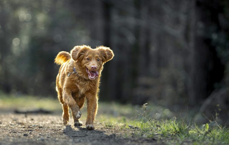 8 Signs Your Dog Is Genuinely Happy and Content